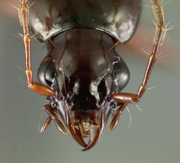 Media type: image;   Entomology 23519 Aspect: head dorsal view